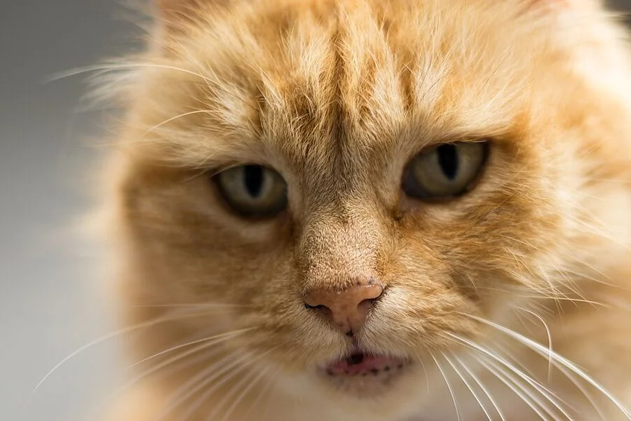 Original cat photo